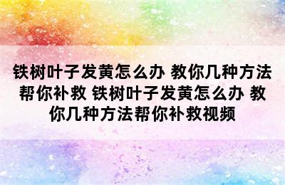 铁树叶子发黄怎么办 教你几种方法帮你补救 铁树叶子发黄怎么办 教你几种方法帮你补救视频